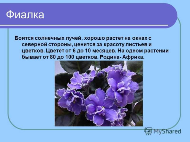 Фиалка - описание и особенности природы этого красивейшего растения