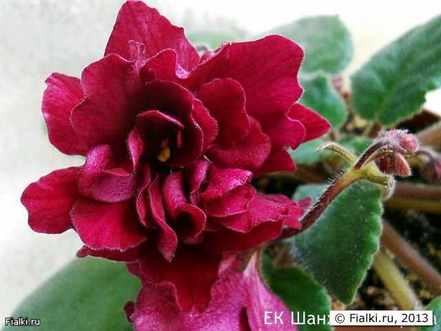 Фиалка шанхайская роза - обзор гибридного развития, садоводства и лечебных свойств