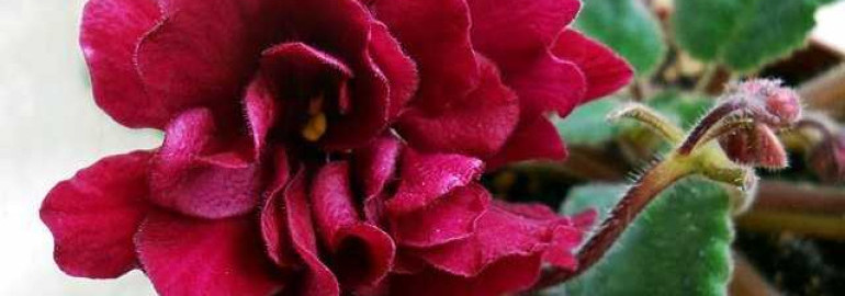 Фиалка шанхайская роза - обзор гибридного развития, садоводства и лечебных свойств