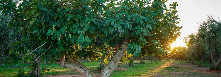 Фиговое дерево - отличный выбор для оформления сада, советы по выращиванию и уходу