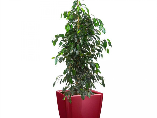 Фикус Бенджамина Даниэль – растение для дома и офиса с удивительными свойствами и великолепным внешним видом