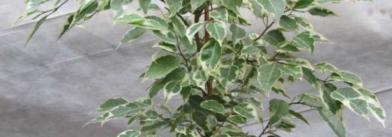 Фикус бенджамина пестролистный - уход и размножение растения в домашних условиях