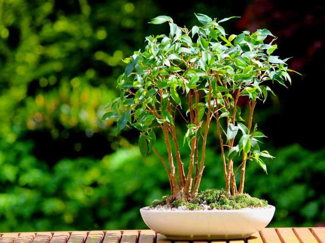 Фикус бенджамина - идеальное растение для дома - советы по уходу, руководство и фото