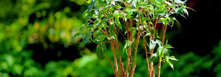 Фикус бенджамина - идеальное растение для дома - советы по уходу, руководство и фото
