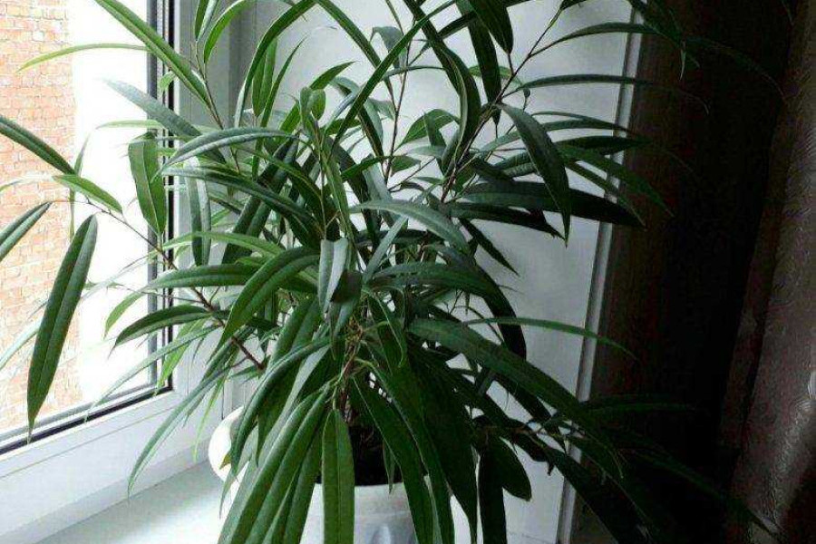 Фикус бенедикта али |Фикус Бенедикта Али: особенности выращивания и ухода