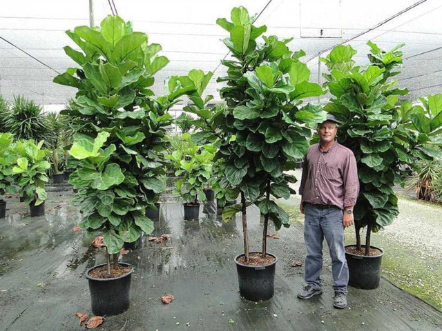 Фикус лирата - все, что нужно знать о выращивании этого изящного комнатного растения