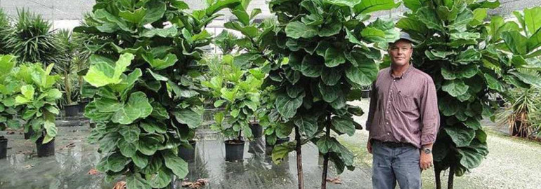 Фикус лирата - все, что нужно знать о выращивании этого изящного комнатного растения