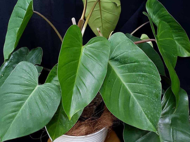 Подробный гид по уходу за филодендроном в домашних условиях - секреты здорового роста и красоты растения