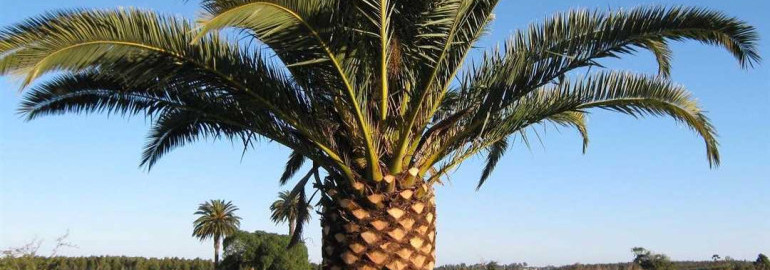 Всё, что нужно знать о финиковой пальме - от области происхождения до применения в ландшафтном дизайне