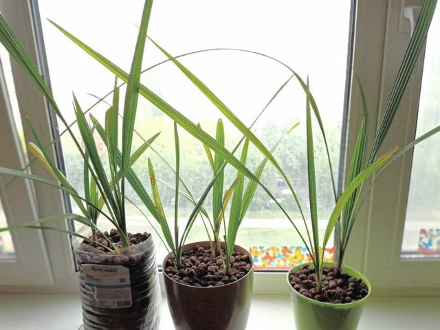 Как вырастить финиковую пальму из косточки - подробная инструкция и советы для домашнего выращивания
