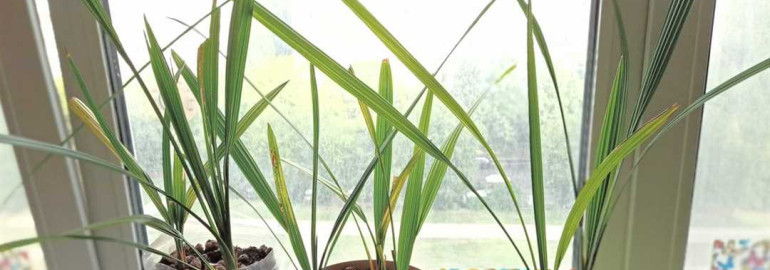 Как вырастить финиковую пальму из косточки - подробная инструкция и советы для домашнего выращивания