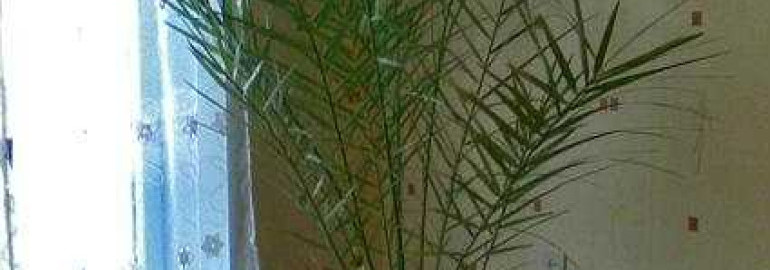 Как вырастить финиковую пальму из косточки дома - пошаговая инструкция для начинающих