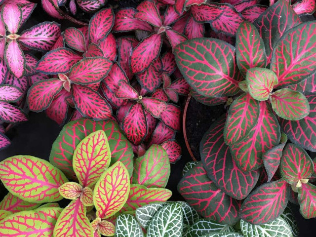 Фиттония - растение с необычной окраской листьев и множеством сортов