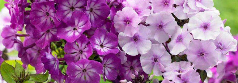Красочные флоксы — необычные цветы, способные украсить ваш сад