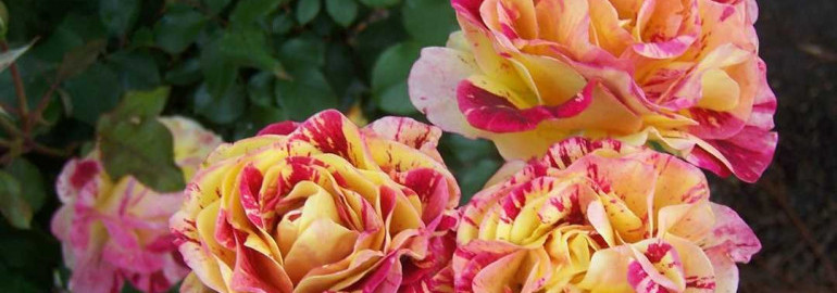 Флорибунда розы - невероятно изящные и красивые цветы, которые украсят любой сад