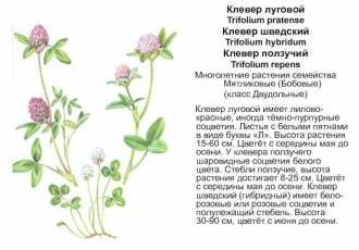 Особенности формулы цветка клевера лугового - устройство и влияние факторов на его окраску