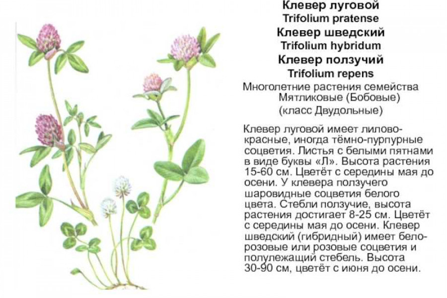 Формула цветка клевера лугового |Формула цветка клевера лугового ...