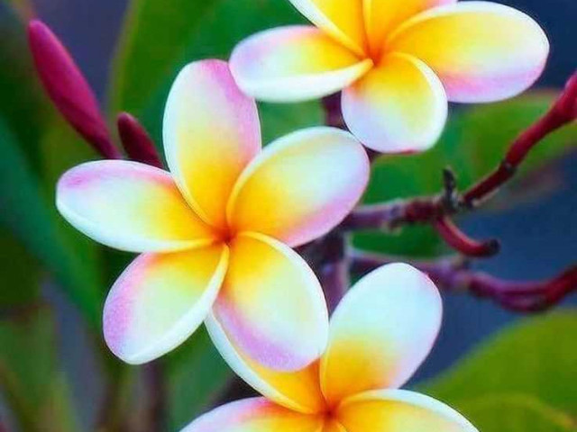 Франжипани - цветы с изысканным ароматом и прекрасными цветами