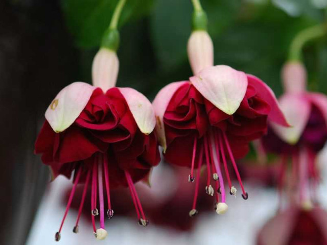 Фуксия — красивые цветы с яркими соцветиями, которые привлекают своей неповторимой красотой