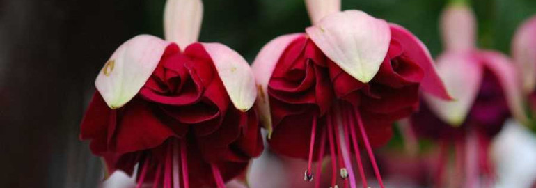 Фуксия — красивые цветы с яркими соцветиями, которые привлекают своей неповторимой красотой