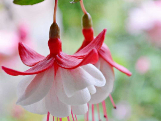 Фуксия цветок - как вырастить, ухаживать и размножать растение в домашних условиях