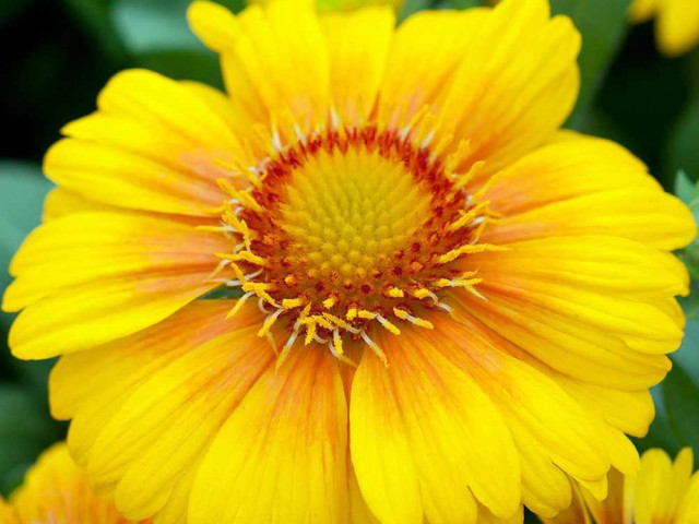 Гайлардия аризона априкот - превосходный выбор для цветочного оформления садов, создающий привлекательный акцент и радующий глаз своими нежными априкотовыми цветами