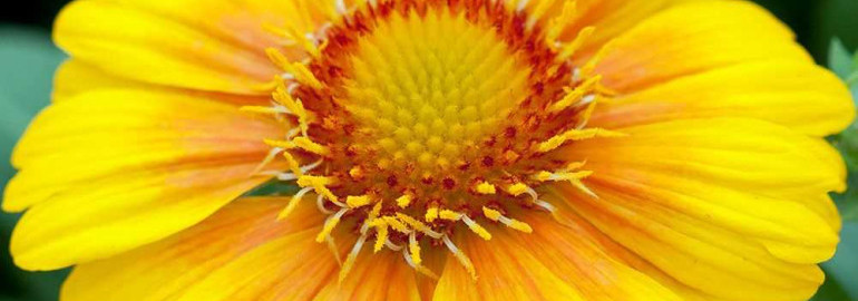 Гайлардия аризона априкот - превосходный выбор для цветочного оформления садов, создающий привлекательный акцент и радующий глаз своими нежными априкотовыми цветами
