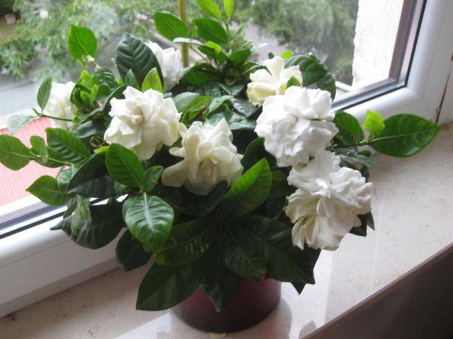 Гардения жасминовидная – роскошное и ароматное растение, уютно украшающее сады и интерьерные комнаты