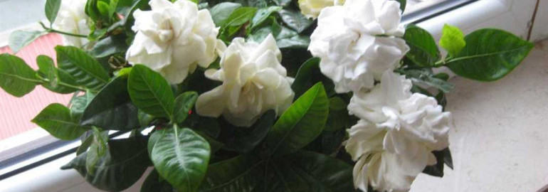 Гардения жасминовидная – роскошное и ароматное растение, уютно украшающее сады и интерьерные комнаты