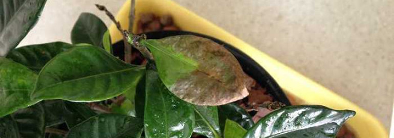 Почему листья гардении жасминовидной начинают чернеть и опадать?