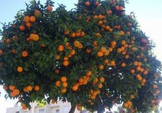 Где можно найти места, где растут сочные апельсины - изучаем промышленное и домашнее выращивание цитрусовых