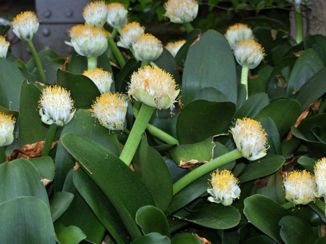 Ухаживаем за гемантусом белоцветковым - секреты заботы о красавце в домашних условиях