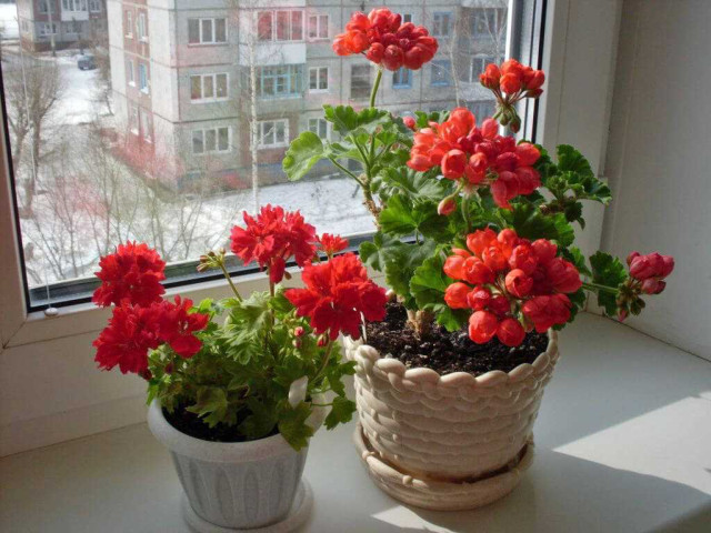 Герань – незаменимое растение для домашнего уюта и атмосферы комфорта