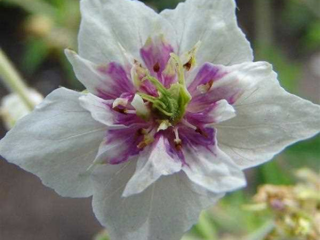 Гераниум дабл джуел - красивое растение для декорации вашего сада