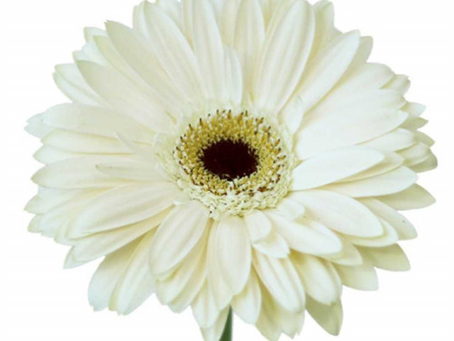 Прекрасное белоснежное фото герберы, которое заставит вас полюбить этот нежный цветок