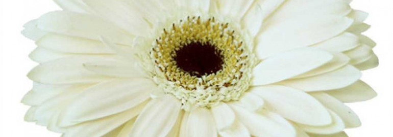 Прекрасное белоснежное фото герберы, которое заставит вас полюбить этот нежный цветок