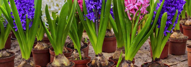 Гиацинты — яркий и ароматный символ весны и вечной красоты природы