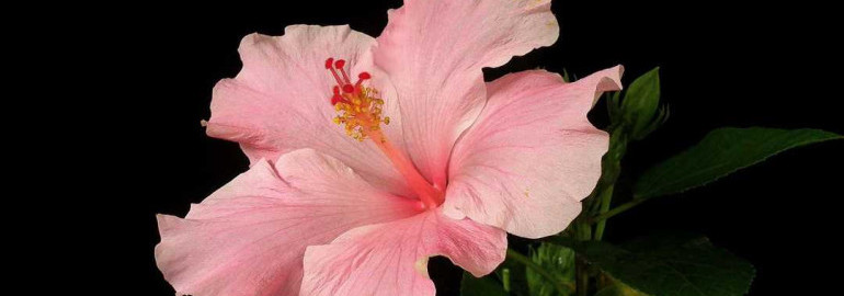 Гибискус – растение с прекрасными цветами и многочисленными полезными свойствами, которое станет великолепным украшением сада и источником витаминов для организма