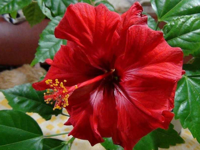 Гибискус китайский – цветок, удивляющий своим великолепием и целебными свойствами