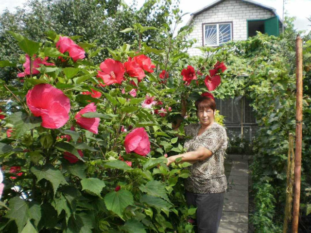 Как правильно ухаживать за гибискусом в саду и размножать растение - полезные советы и рекомендации