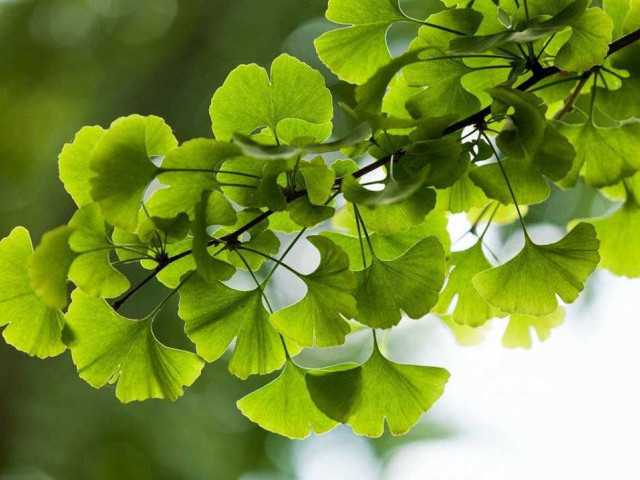 Гинкго билоба фото - особенности растения, его использование в медицине и декоративном ландшафтном дизайне, лучшие сорта для выращивания