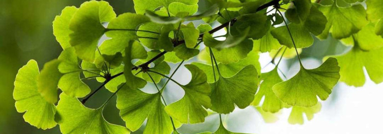 Гинкго билоба фото - особенности растения, его использование в медицине и декоративном ландшафтном дизайне, лучшие сорта для выращивания