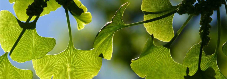 Гинкго билоба - целебное растение с уникальными свойствами