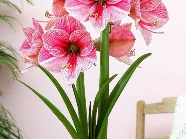 Гиппеаструм - красивый цветок, который покорил сердца многих цветоводов и садоводов со своим ярким и неповторимым цветением