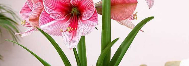 Гиппеаструм - красивый цветок, который покорил сердца многих цветоводов и садоводов со своим ярким и неповторимым цветением