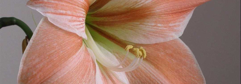Гиппеаструм фото цветок - изумительные кадры и яркие впечатления от красоты прекрасного цветка