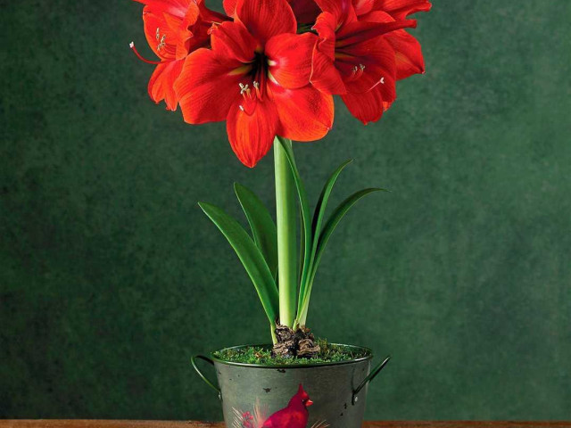 Гиппеаструм, красивое и многолетнее растение с яркими и изящными цветками