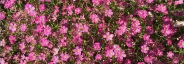 Фотографии гипсофилы ползучей — красивого многолетнего растения с нежными белыми цветками