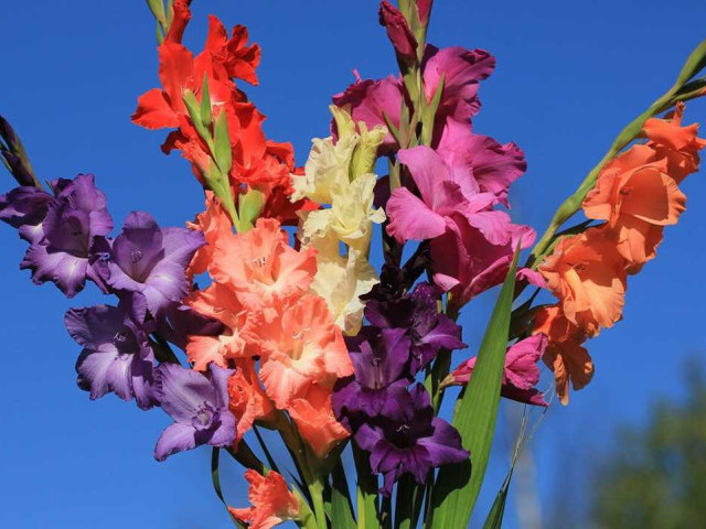 Изумительные фото гладиолусов - красивые цветы для вашего сада