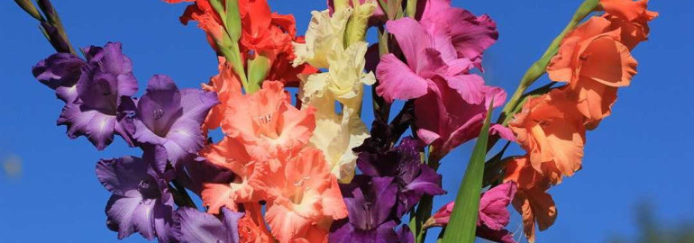 Изумительные фото гладиолусов - красивые цветы для вашего сада